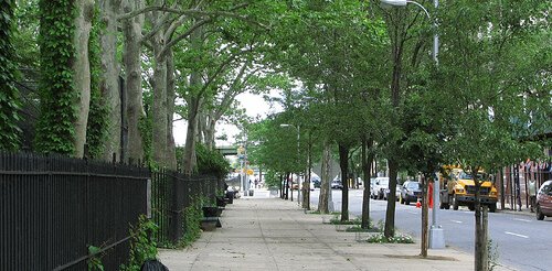 12 de motive de a planta copaci de-a lungul străzii